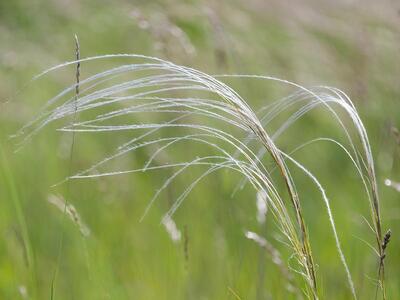 stipa borysthenica