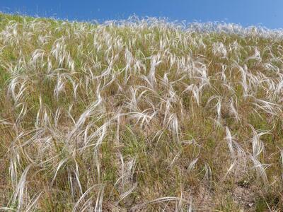 stipa borysthenica habitus