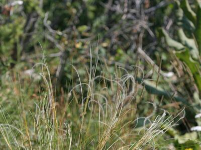 stipa calamagrostis