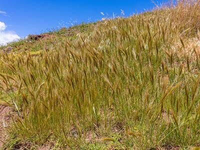 stipa capensis