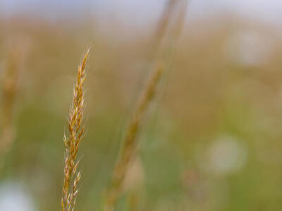 trisetum flavescens ssp pratense