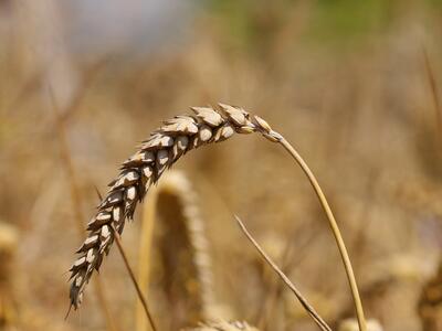 triticum aestivum