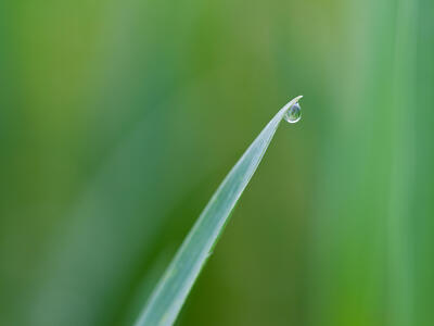 triticum aestivum blatt