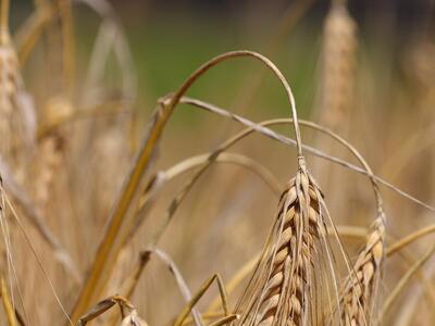 triticum dicoccon