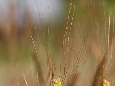 triticum monococcum