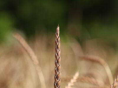 triticum spelta