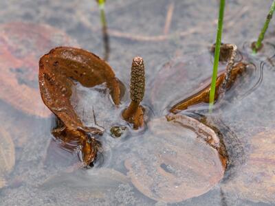 potamogeton coloratus