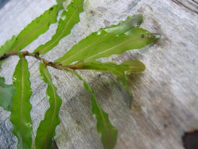 potamogeton crispus