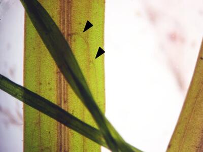 potamogeton friesii blatt