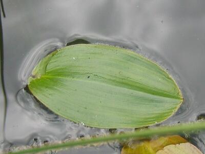 potamogeton natans blatt