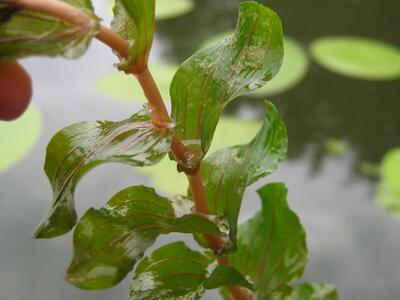 potamogeton perfoliatus