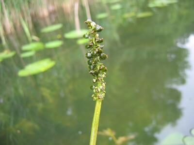 potamogeton praelongus bluete