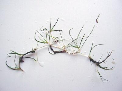 zannichellia palustris