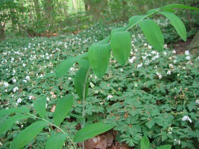 polygonatum multiflorum