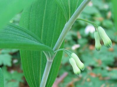 polygonatum multiflorum bluete