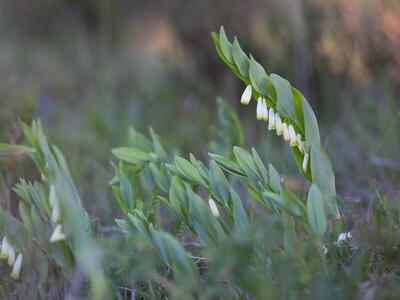 polygonatum odoratum