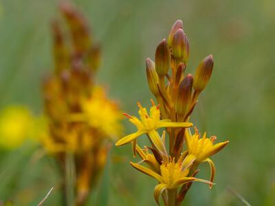 narthecium ossifragum