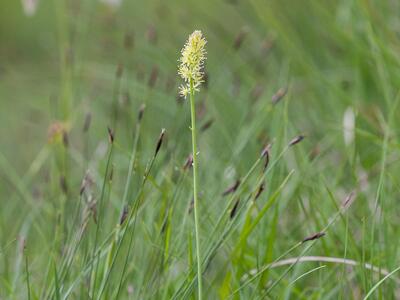 tofieldia calyculata