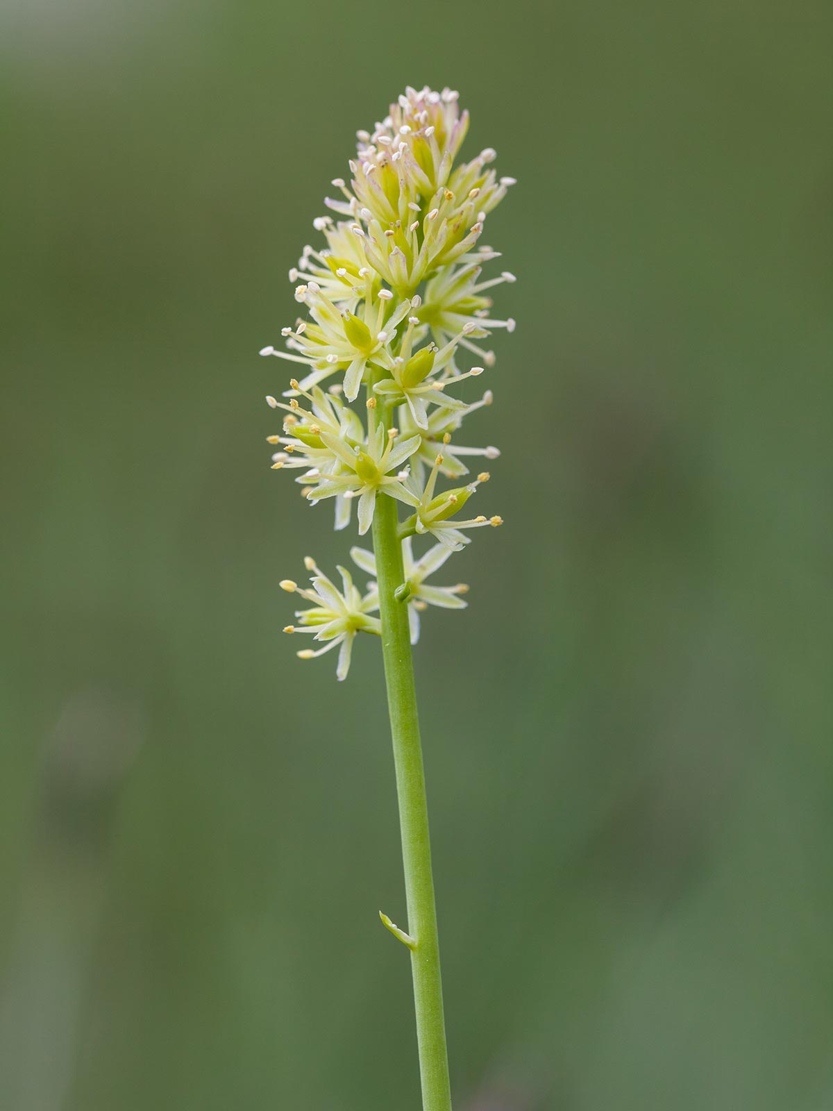 Bildergebnis für Tofieldia calyculata