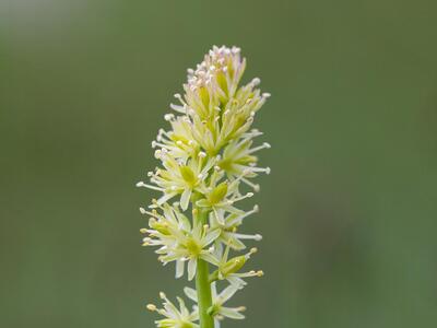 tofieldia calyculata detail