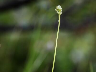 tofieldia pusilla