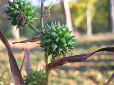 sparganium erectum frucht