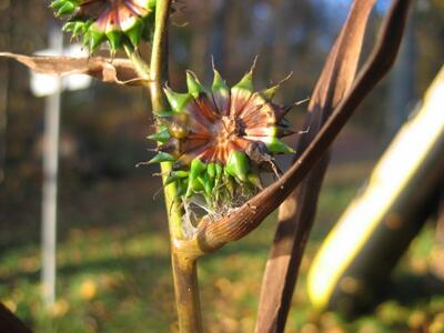 sparganium erectum frucht offen