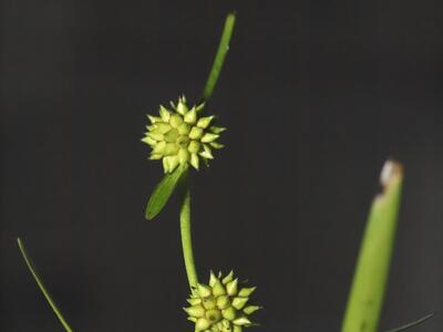 sparganium natans