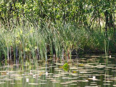 typha angustifolia