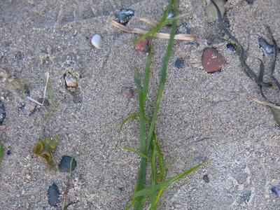 zostera marina