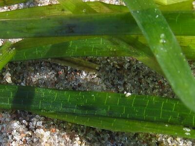 zostera marina detail