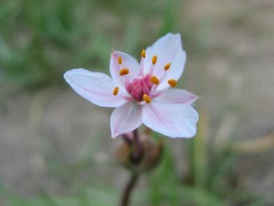 butomus umbellatus bluete