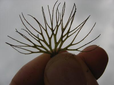 ceratophyllum demersum winterform blatt