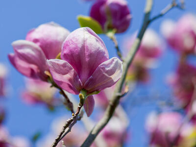 magnolia x soulangeana