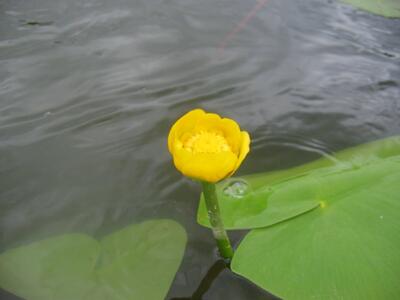 nuphar lutea