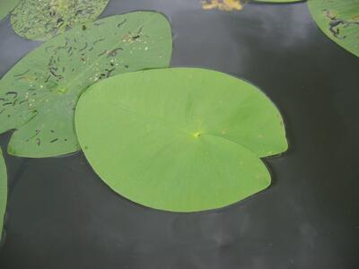 nuphar lutea blatt