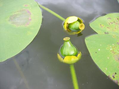 nuphar lutea frucht