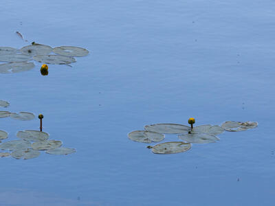 nuphar pumila