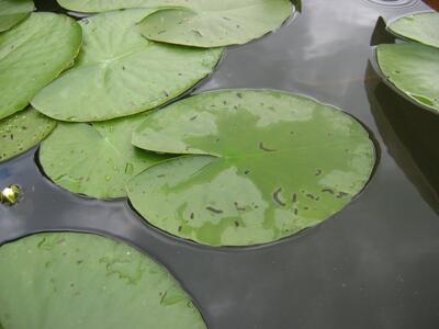 nymphaea alba blatt