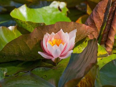 nymphaea odorata