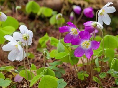 oxalis acetosella