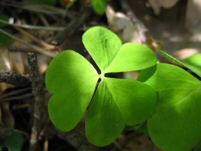 oxalis acetosella blatt