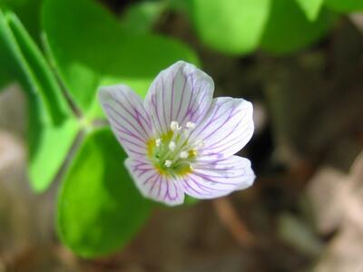 oxalis acetosella bluete