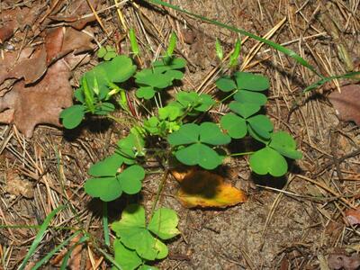 oxalis corniculata