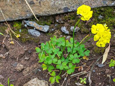 oxalis pes-caprae