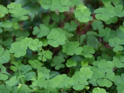 oxalis stricta