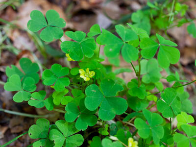 oxalis stricta bluete