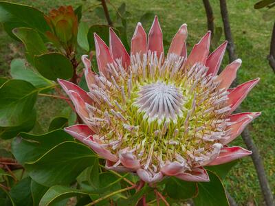 protea canyroides