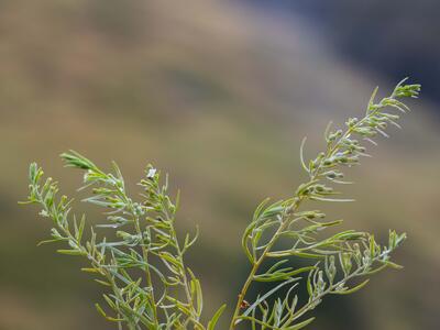 thesium alpinum