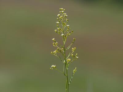 thesium linophyllon